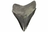 Serrated, Fossil Megalodon Tooth - Georgia #74595-2